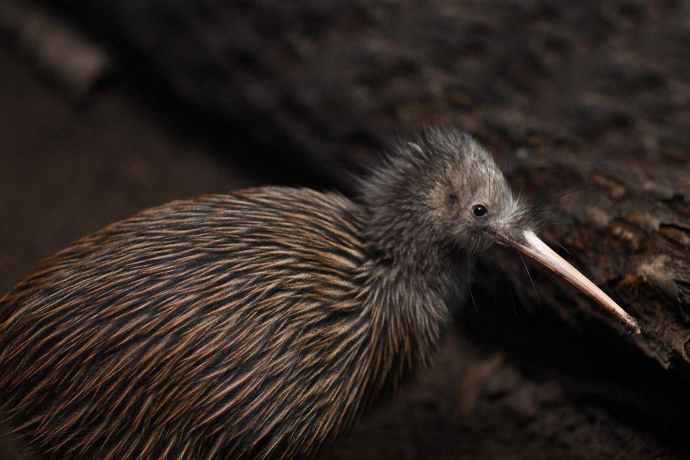 ilustrasi burung kiwi (flickr.com/BebopBee Inc)