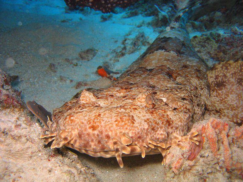 ilustrasi hiu wobbegong (flickr.com/berkpaul)