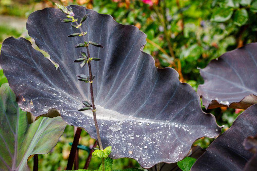 ilustrasi colocasia black magic (flickr.com/Fred Ortlip)