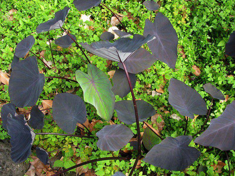 ilustrasi colocasia black magic (flickr.com/David Eickhoff)