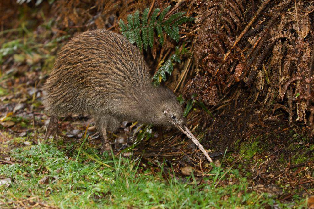 ilustrasi burung kiwi (flickr.com/swastik yashraj)