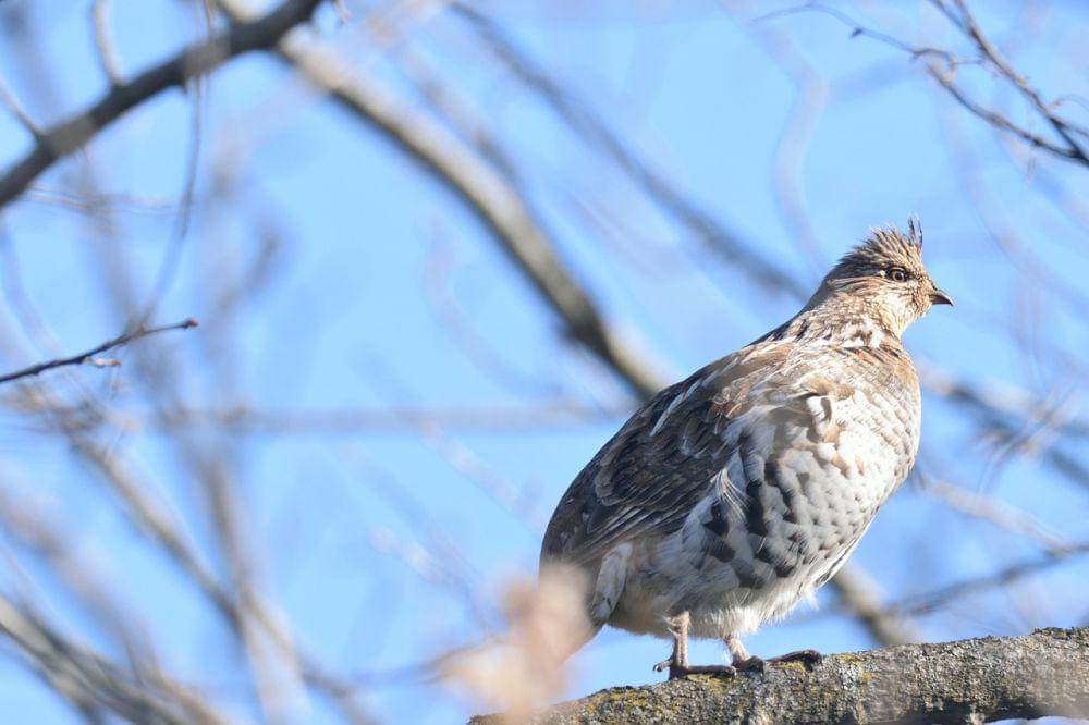 ruffed grouse (pixabay.com/Diane Olivier