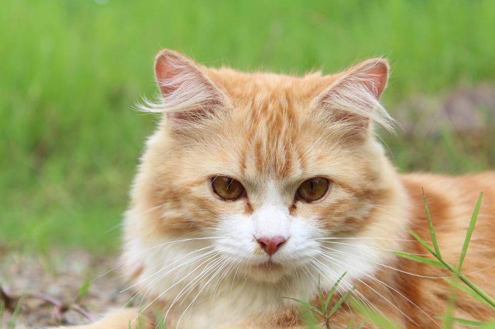 ilustrasi kucing (pixabay.com/achmadbiz)
