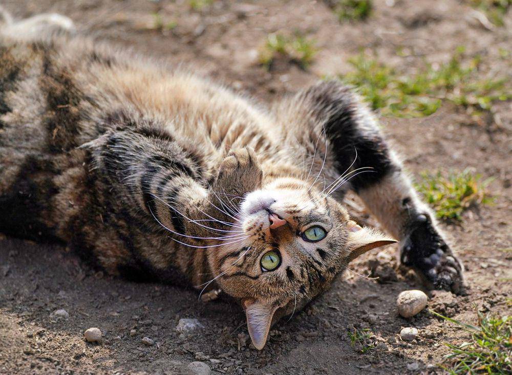 ilustrasi kucing (pixabay.com/ykaiavu)