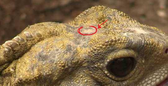 ilustrasi mata ketiga tuatara (stancsmith.com)