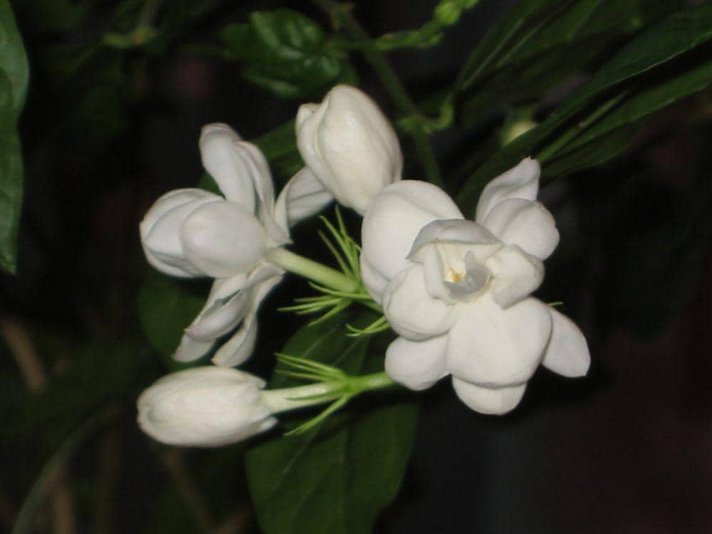 5 Jenis Melati yang Harum dan Cantik untuk Taman yang Wangi | IDN Times