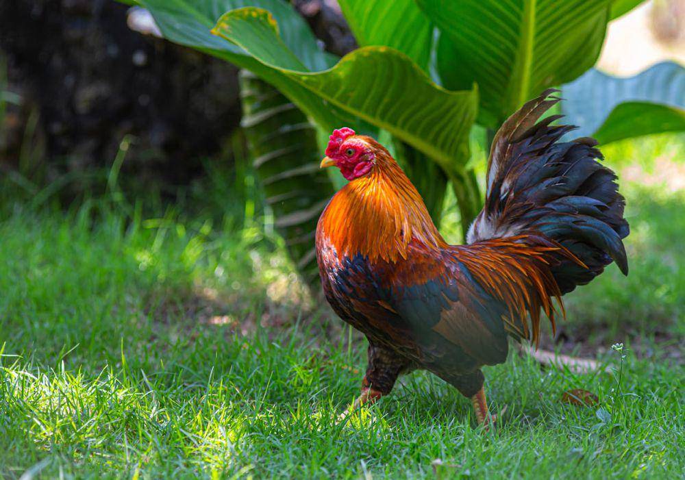 ilustrasi ayam (Pexels.com/Erik Karits)