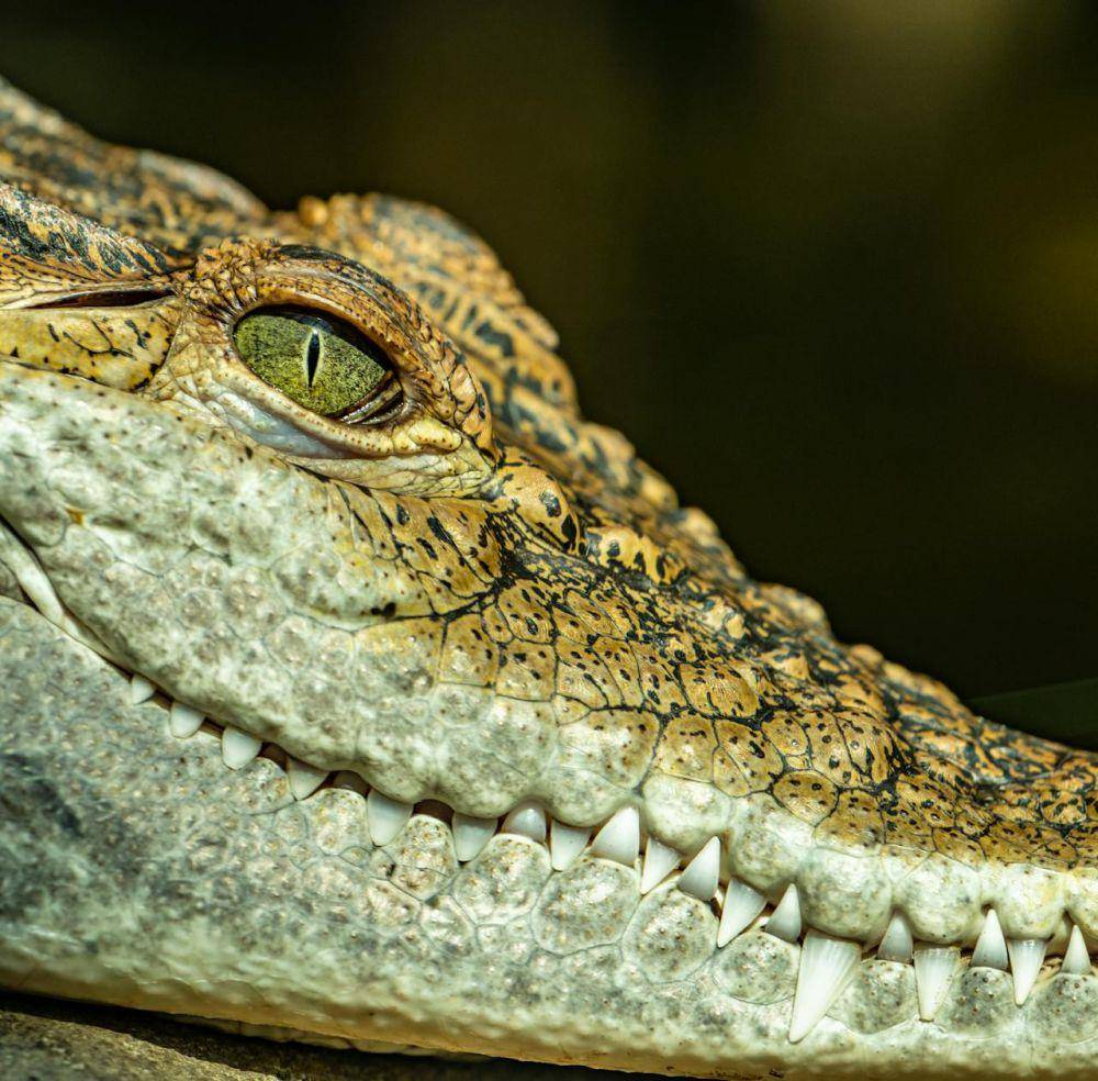ilustrasi gigi pada reptil (Pexels.com/Petr Ganaj)