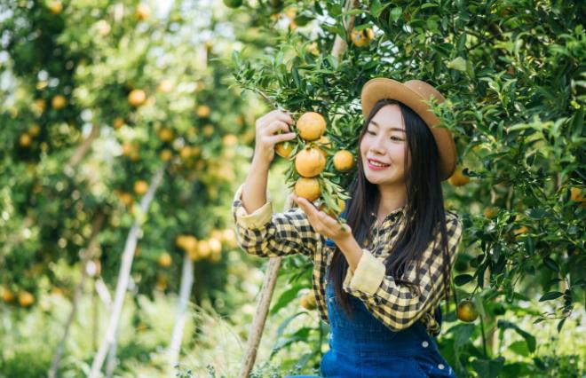 6 Varietas Buah Tropis yang Cepat Berbuah di Iklim Tropis