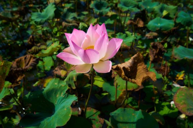 5 Tanaman Air Estetik untuk Percantik Kolam Mini di Rumah