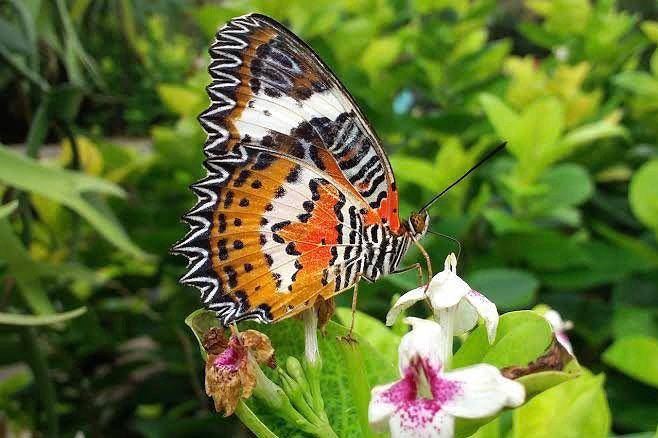 salah satu kupu-kupu di Kemenuh Butterfly Park (instagram.com/kemenuhbutterflypark)