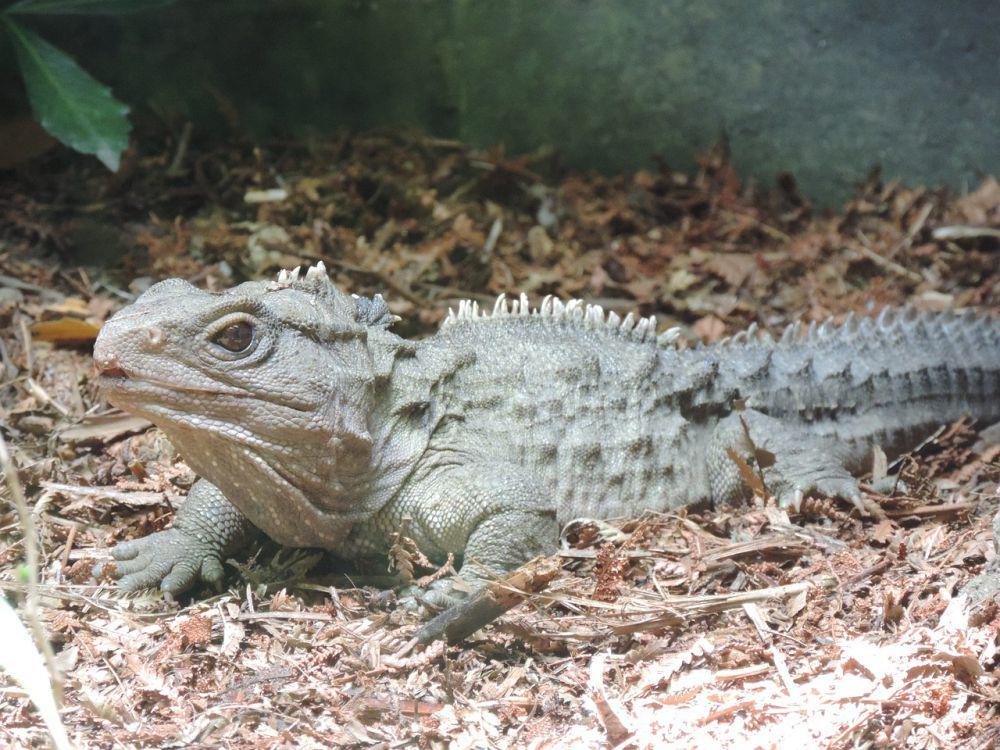 7 Fakta Menarik Tuatara, Reptil Zaman Purba yang Belum Punah