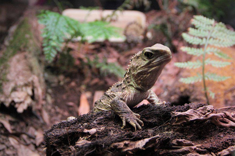 ilustrasi tuatara (Pixabay.com/Nel_Botha)