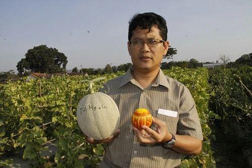 Dosen UGM Kembangkan Melon Jadi Bahan Pembuatan Sampo dan Sabun