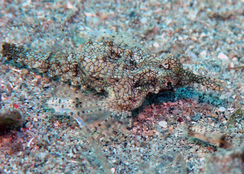 Ikan dragon di laut Manado, Indonesia (commons.wikimedia.org/Jens Petersen)