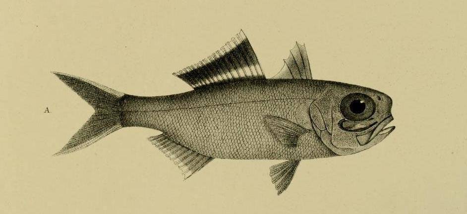 ilustrasi ikan flashlight (commons.wikimedia.org/JournalMuseumGodoeffroy)