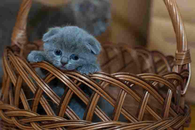 9 Tanda bahwa Kucing akan Mati, Mendekati Hari Finalnya di Dunia