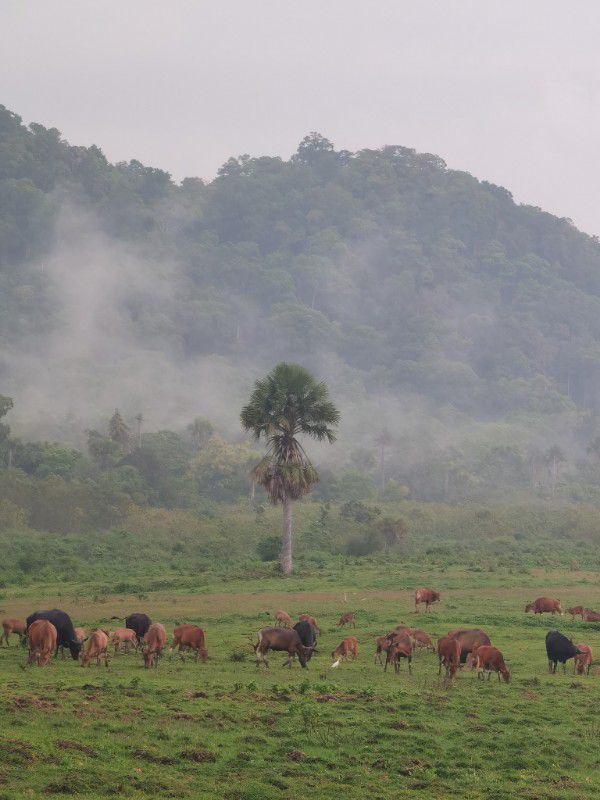 Gak Cuma Savana, 3 Rekomendasi Tempat Liburan di Alas Purwo