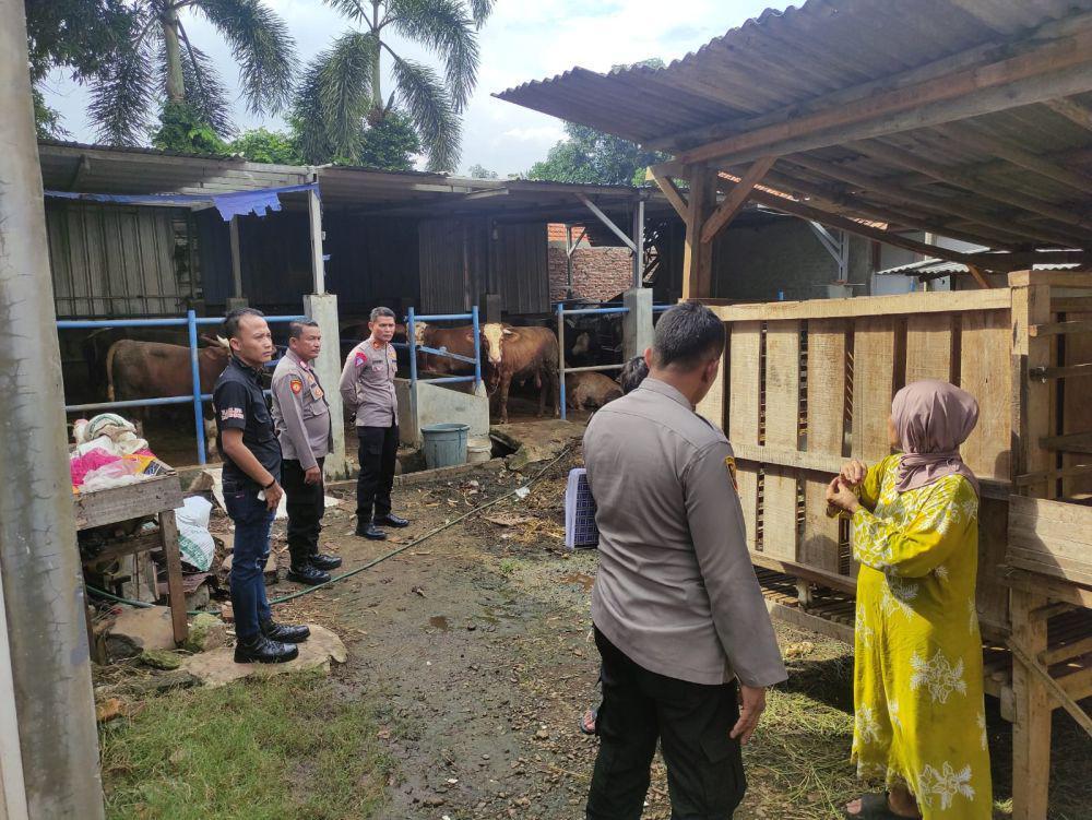 Belasan Lembu Mati di Langkat, Ini Penjelasan PT UKIP
