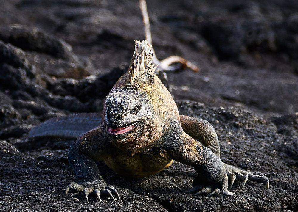 Potret iguana galapagos (commons.wikimedia.org/Pedro Szekely)