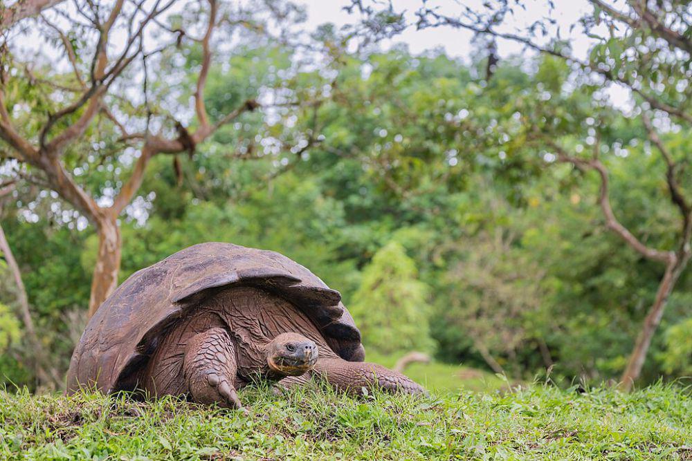 Mengapa Kepulauan Galapagos Dijuluki Laboratorium Evolusi Alami?