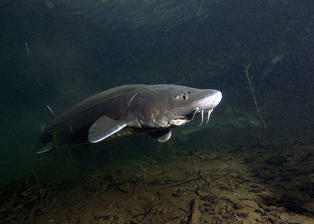 Sturgeon putih (commons.wikimedia.org/Oregon Department of Fish and Wildlife)
