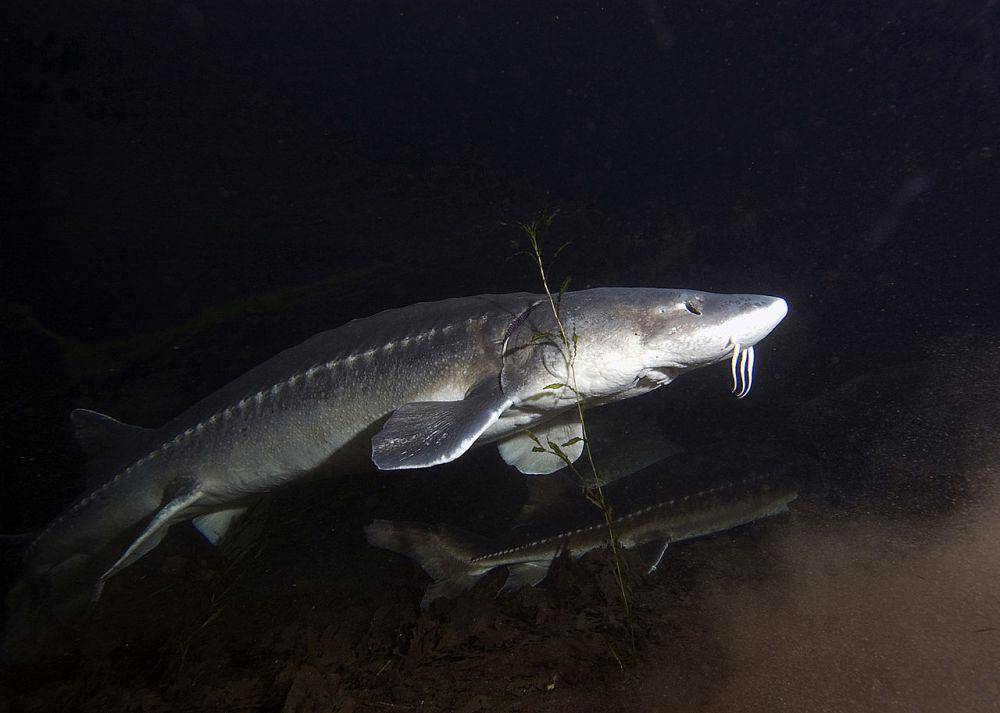 Sturgeon putih (commons.wikimedia.org/Oregon Department of Fish and Wildlife)