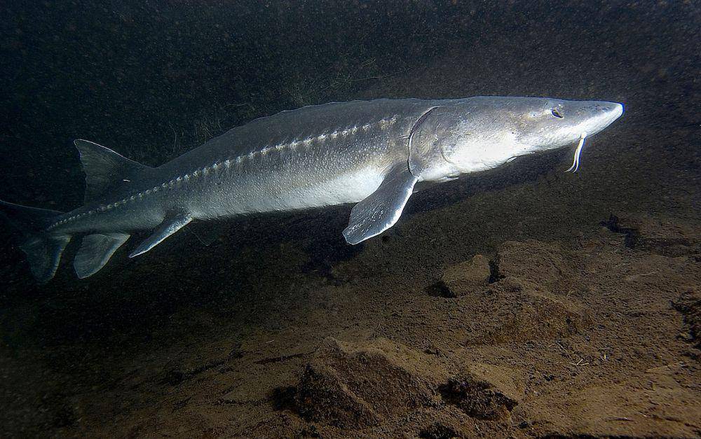 Sturgeon putih (commons.wikimedia.org/Oregon Department of Fish and Wildlife)