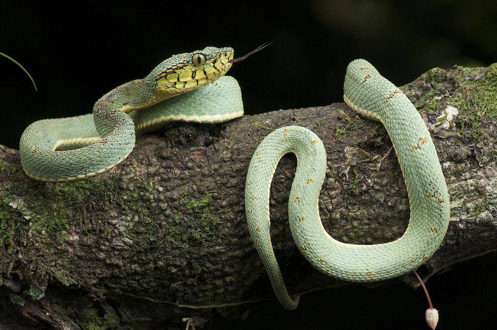Ular berbisa (commons.wikimedia.org/Renato Augusto Martins)
