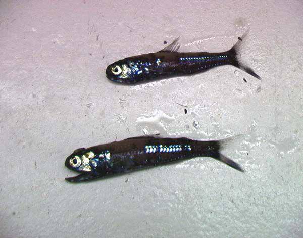 Ikan lantern (commons.wikimedia.org/NOAA/OER)