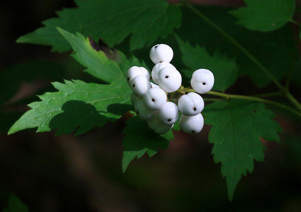 5 Fakta Menarik White Baneberry, Memiliki Buah yang Mirip Mata Boneka!