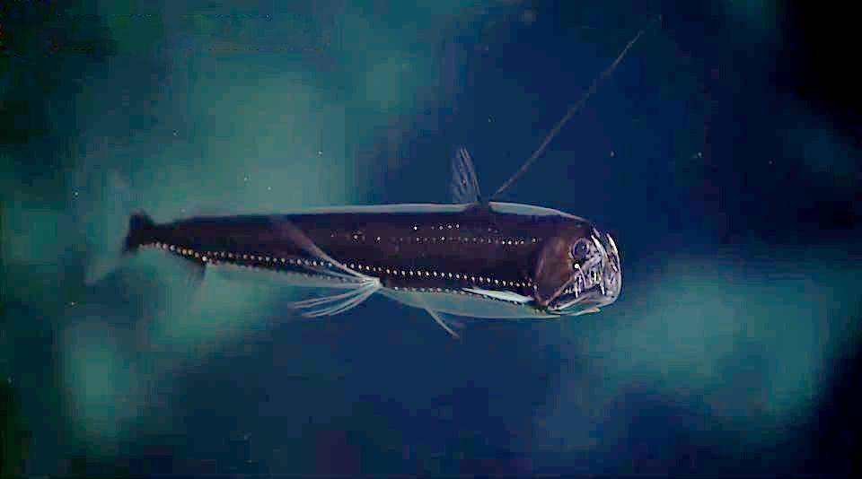 Ikan viper (commons.wikimedia.org/NOAA Okeanos Explorer)