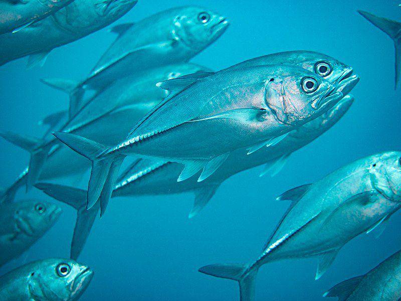 Ilustrasi ikan kuwe mata besar (commons.m.wikimedia.org/Rickard Zerpe)