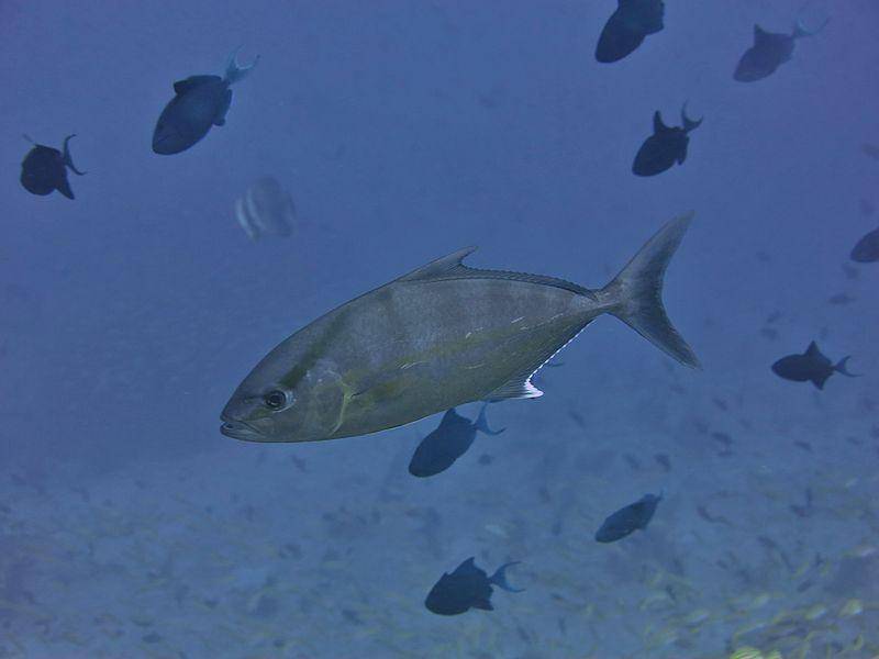 Ilustrasi ikan kuwe kuning (commons.m.wikimedia.org/Julien Bidet)