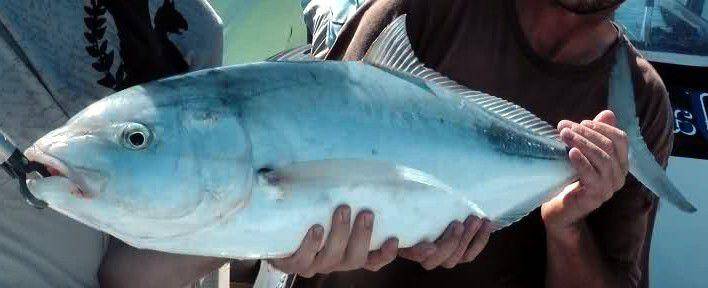 Ilustrasi ikan kuwe lilin (commons.m.wikimedia.org/Kare Kare)