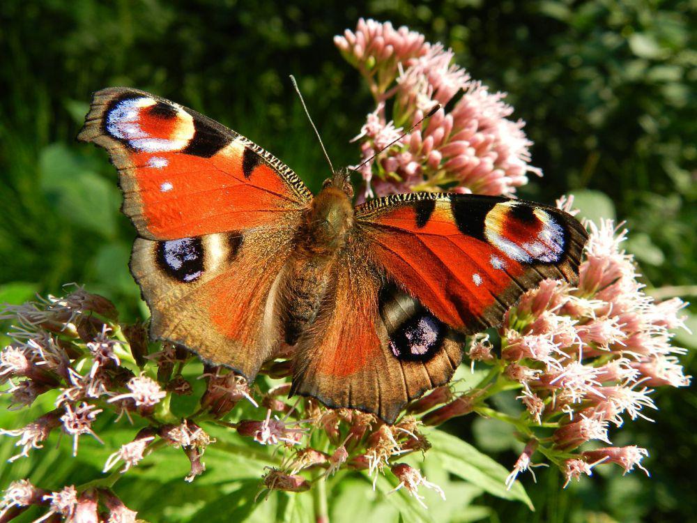 5 Fakta Peacock Butterfly, si Cantik Licik Mengelabui Pemangsa