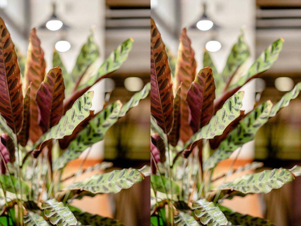 ilustrasi calathea rattlesnake (pexels.com/Oleksandr P)