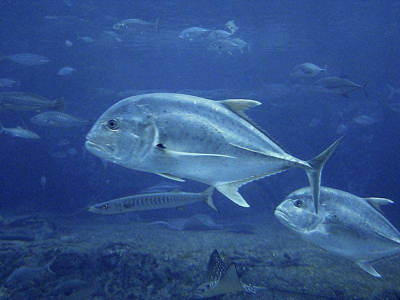 Ilustrasi ikan dalam keluarga Carangidae (commons.m.wikimedia.org/NasserHalaweh)
