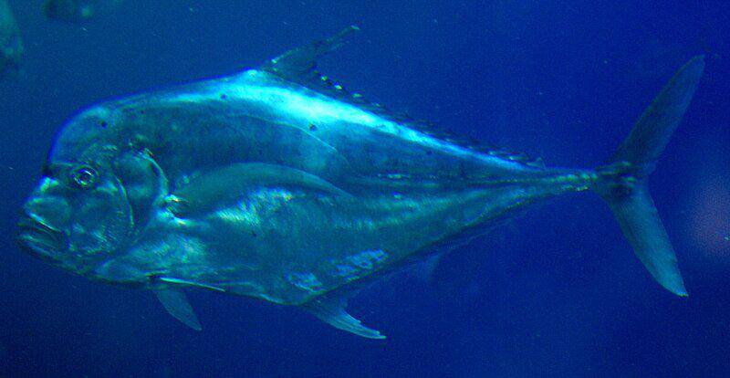 Ilustrasi ikan kuwe rambe (commons.m.wikimedia.org/Kare Kare)