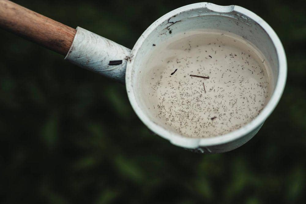Jentik nyamuk terlihat di dalam wadah berisi air yang dipegang dengan gagang kayu di area luar ruangan.