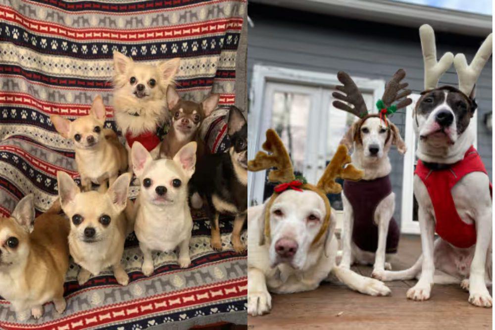 10 Foto Lucu Geng Anjing Rayain Natal Rame-rame, Sirkel Gemoi