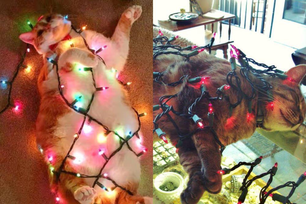 7 Foto Lucu Kucing Terlilit Lampu Dekorasi Natal, Tolong!