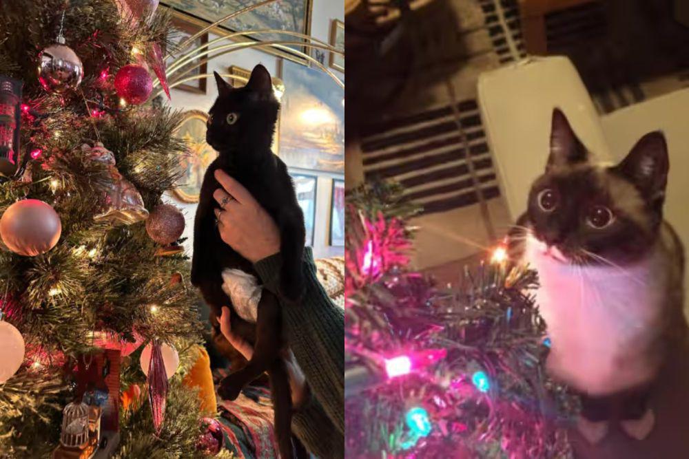 7 Foto Lucu Kucing Pertama Kali Melihat Pohon Natal, Matanya Berbinar!
