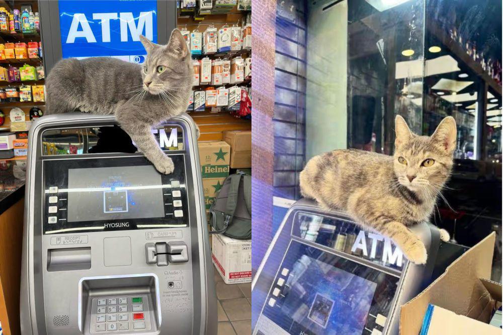 7 Potret Lucu Kucing Nongkrong di Atas ATM, Gantiin Peran CCTV?