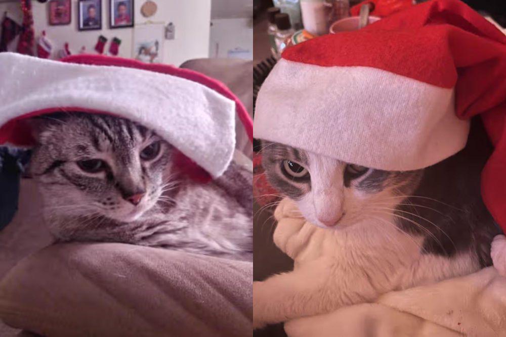 7 Foto Lucu Kucing Bete Pakai Topi Santa Kegedean