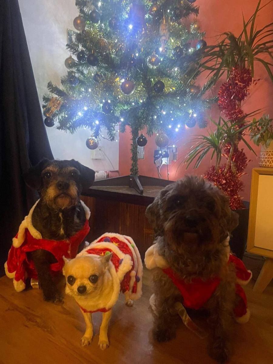 foto lucu geng anjing rayain Natal (reddit.com/KeetoTheWeeto)