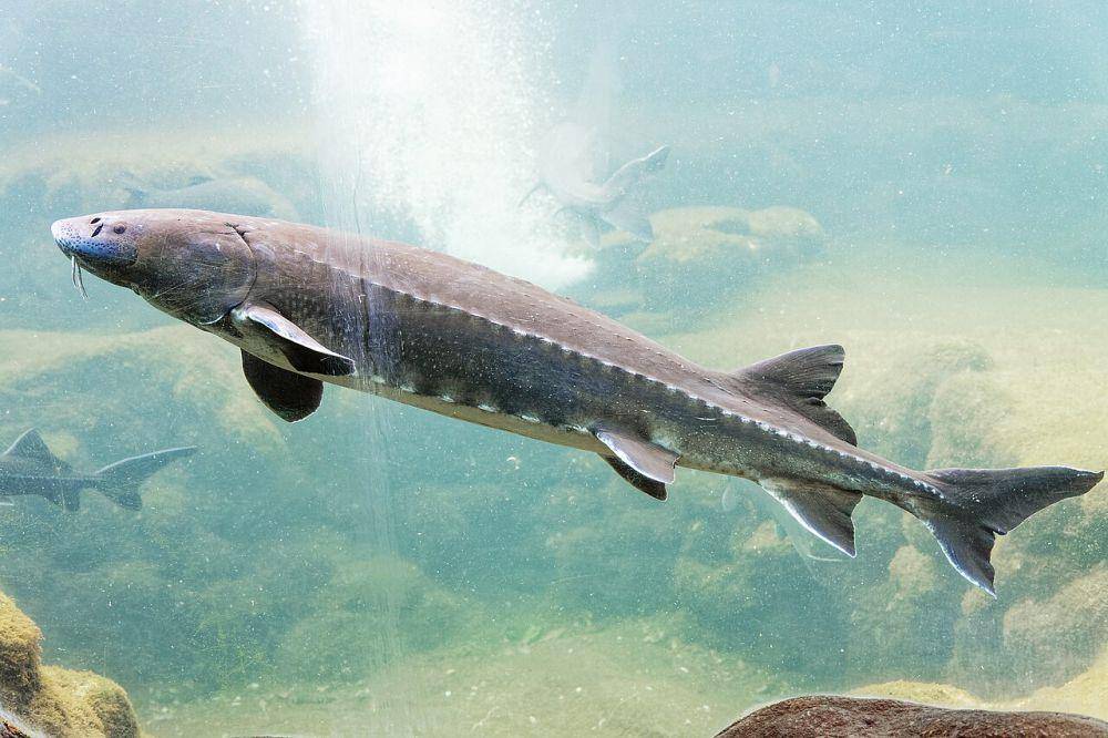 Sturgeon putih (commons.wikimedia.org/Thesupermat)