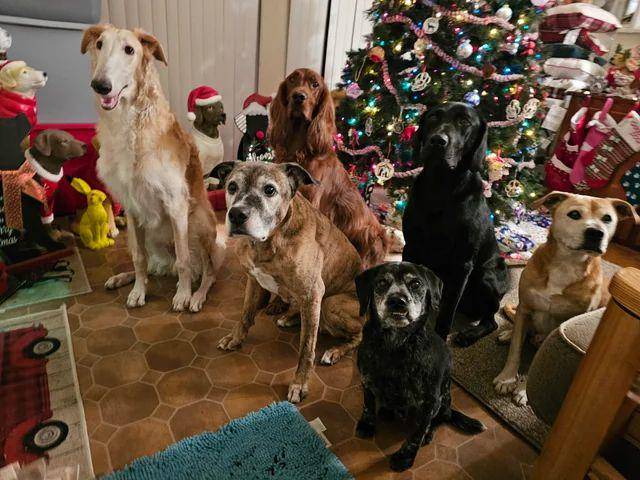 foto lucu geng anjing rayain Natal (reddit.com/Ststeven-11)