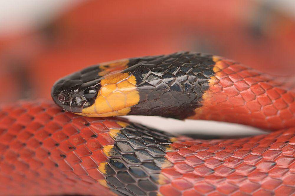 Ular berbisa (commons.wikimedia.org/Diana Fuentes)