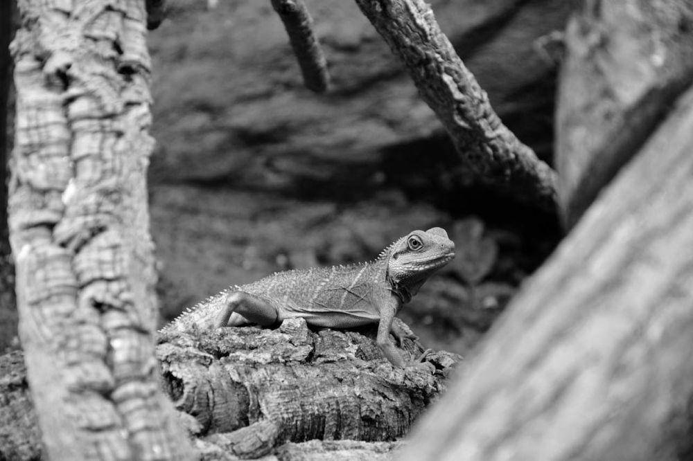 ilustrasi tuatara (Pexels.com/Aibek Skakov)